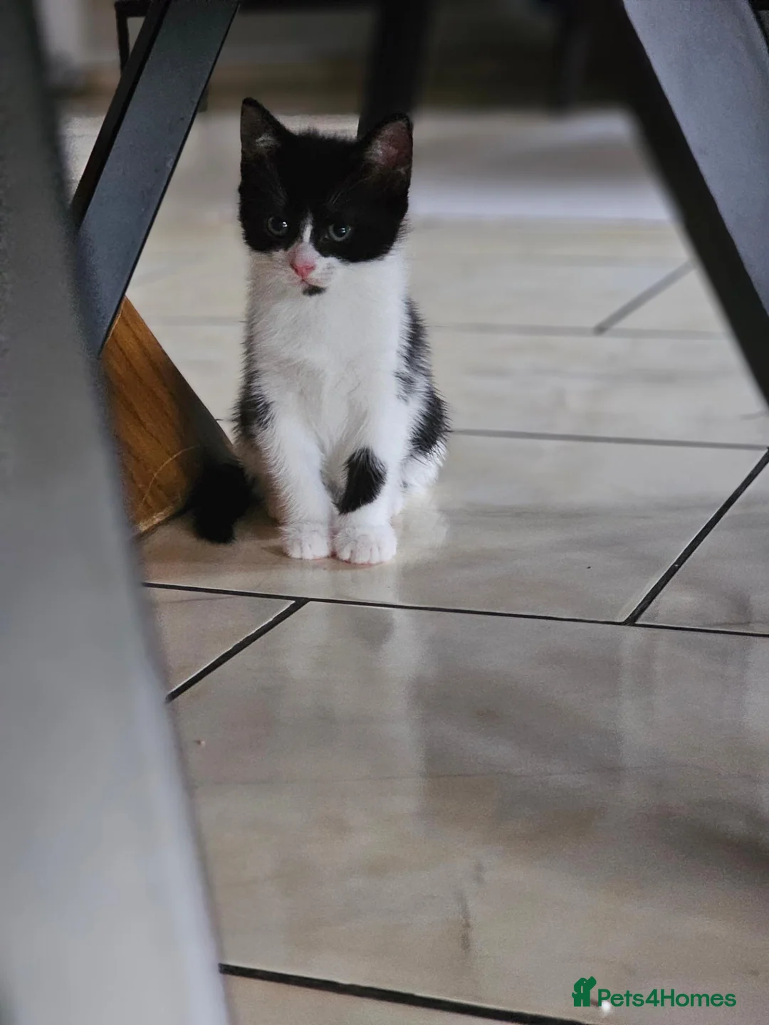 Mixed Breed cats for sale: BATMAN Kitten! Ready to go!  - Advert 2