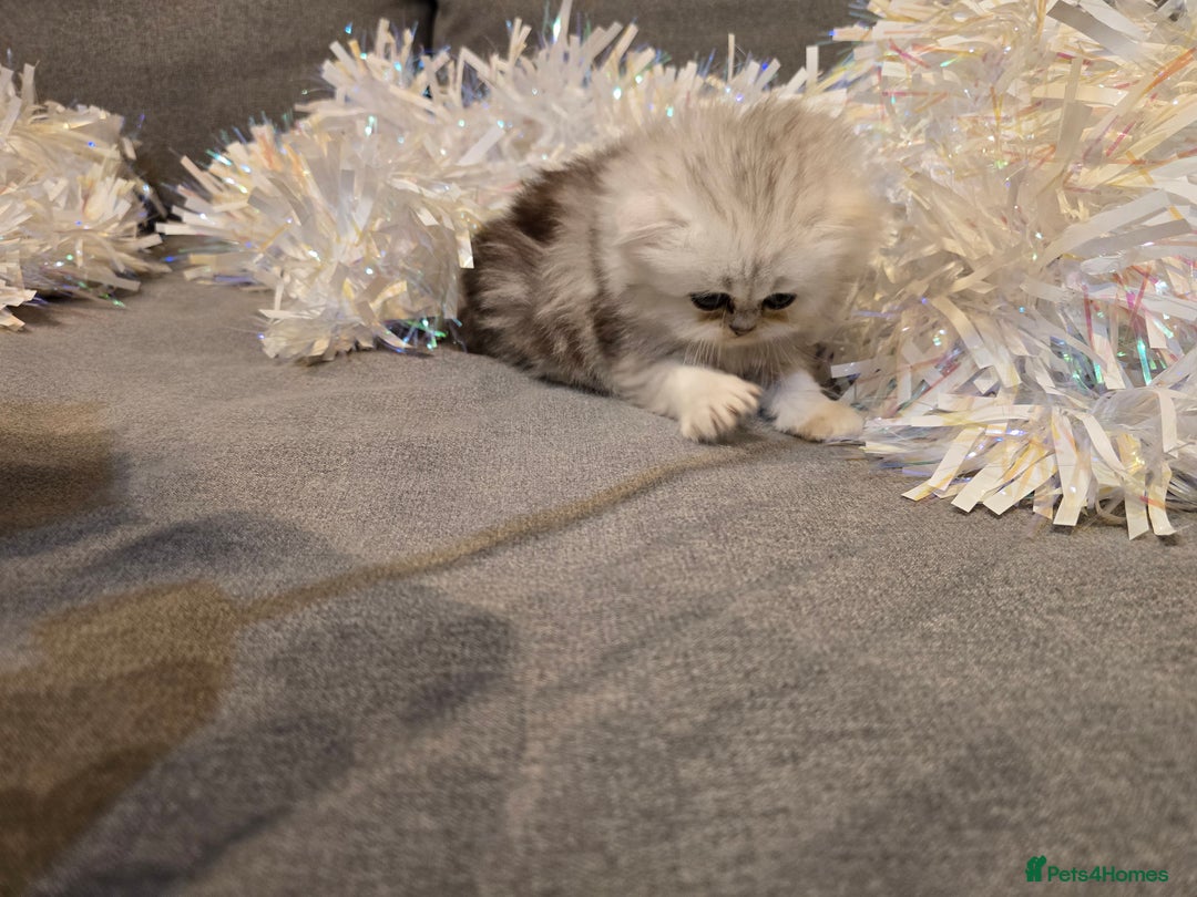 Persian cats for sale: Persian fluffy angels - Advert 8