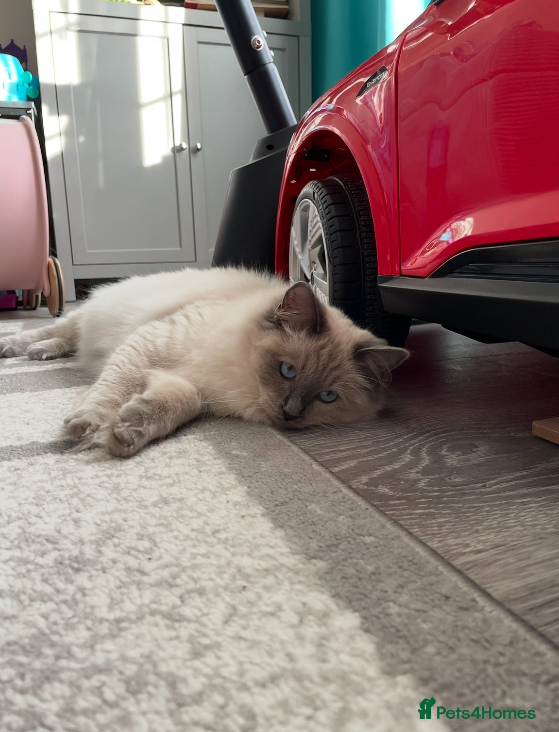 Ragdoll cats Stunning Blue point Ragdoll - Advert 5