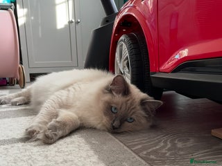 Ragdoll cats Stunning Blue point Ragdoll - Advert 6