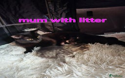 Mixed Breed cats for sale: Siberian ragdoll mixed - Image 4