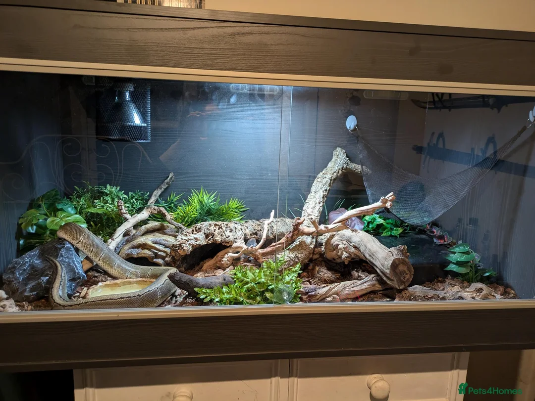 Python Snake reptiles for sale: Male ball python + enclosure (if desired) in Bristol - Advert 2
