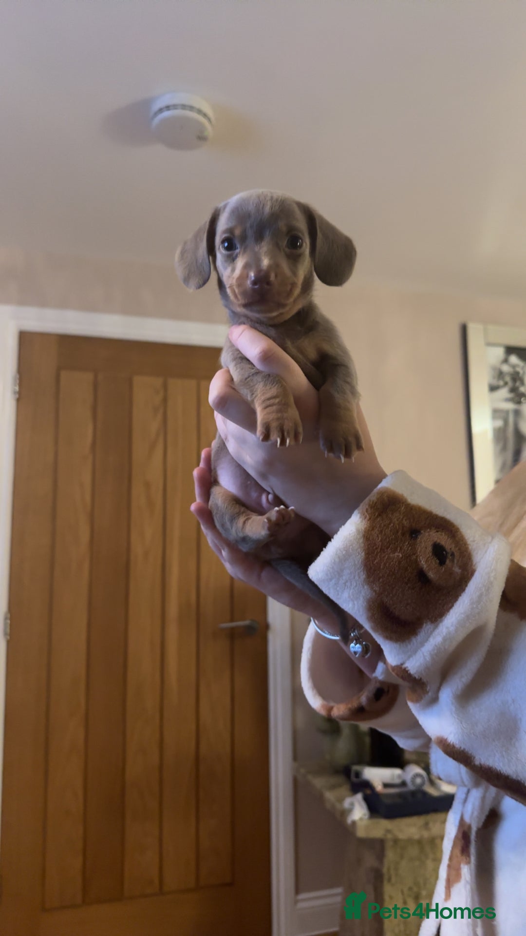 Miniature Dachshund dogs for sale: Miniature Dachshund Puppies - Image 22