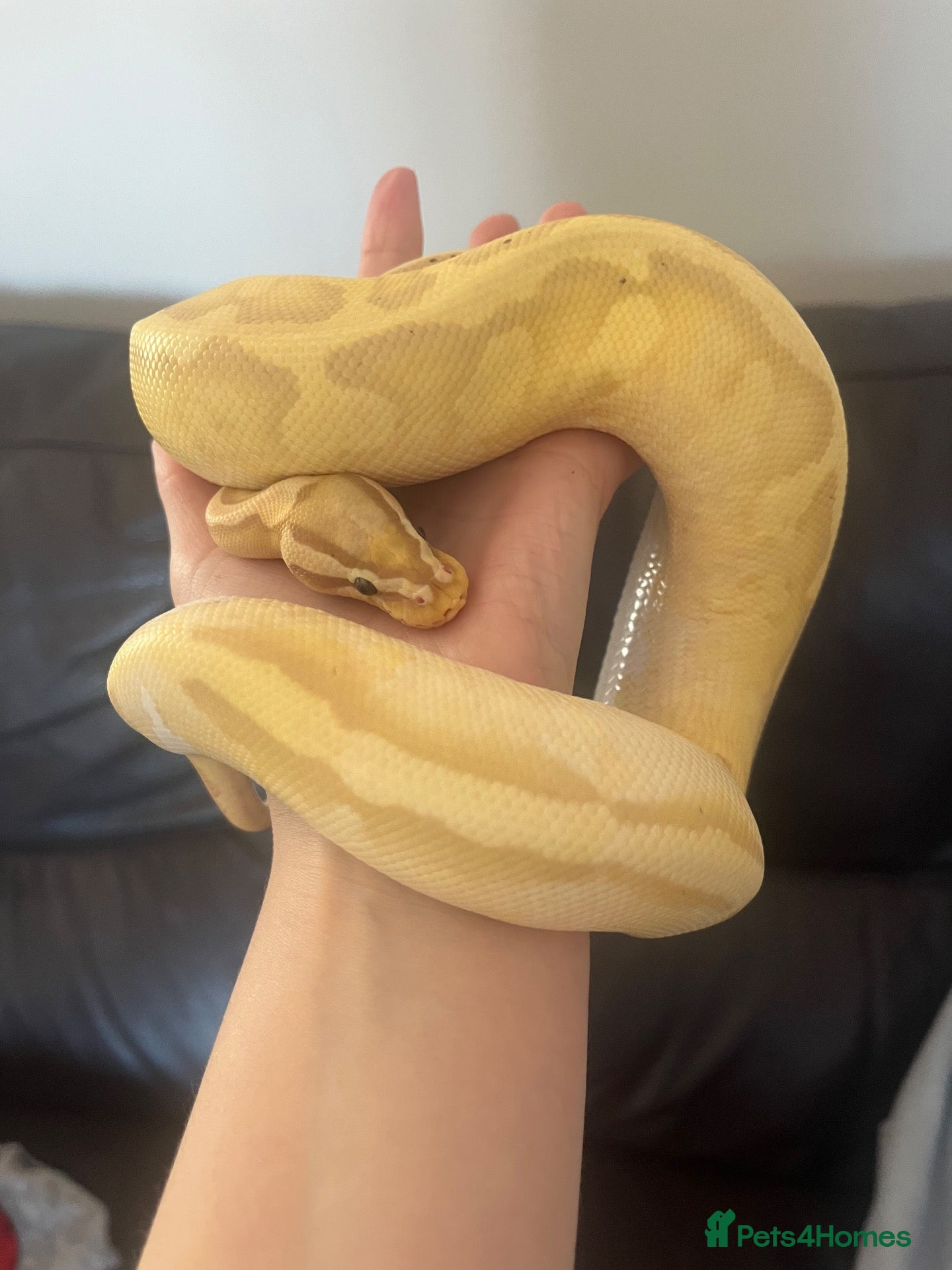Python Snake reptiles Banana pied royal python  - Advert 1