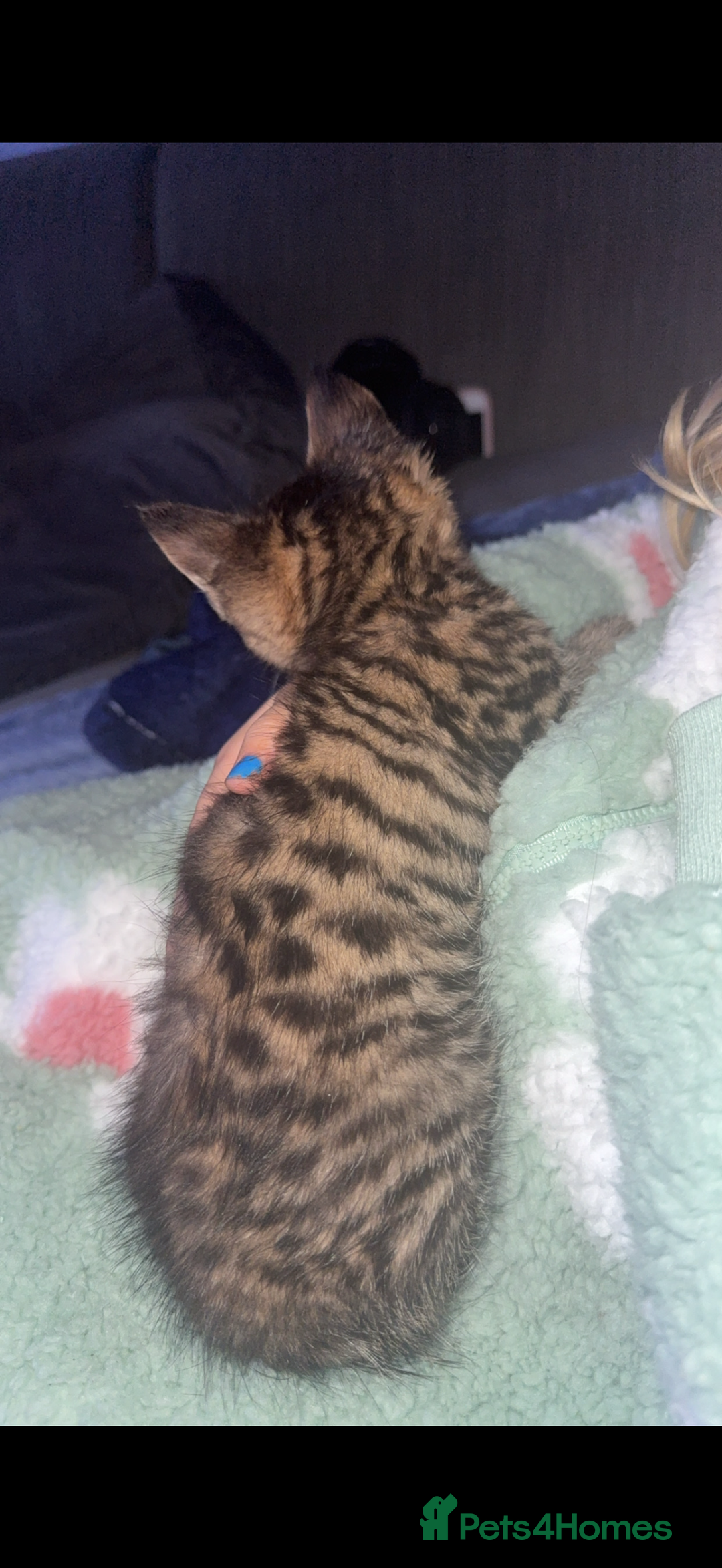 Bengal cats for sale: Kitten for sale  - Advert 2