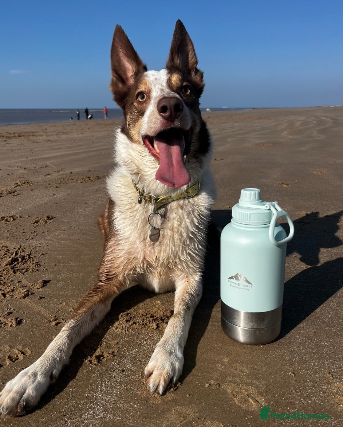 Border Collie dogs Our beautiful boy spud  - Advert 4