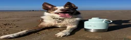 Border Collie dogs for sale: Our beautiful boy spud  - Advert 1
