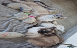 Ragdoll cats for sale: Ragdoll kittens - Image 5