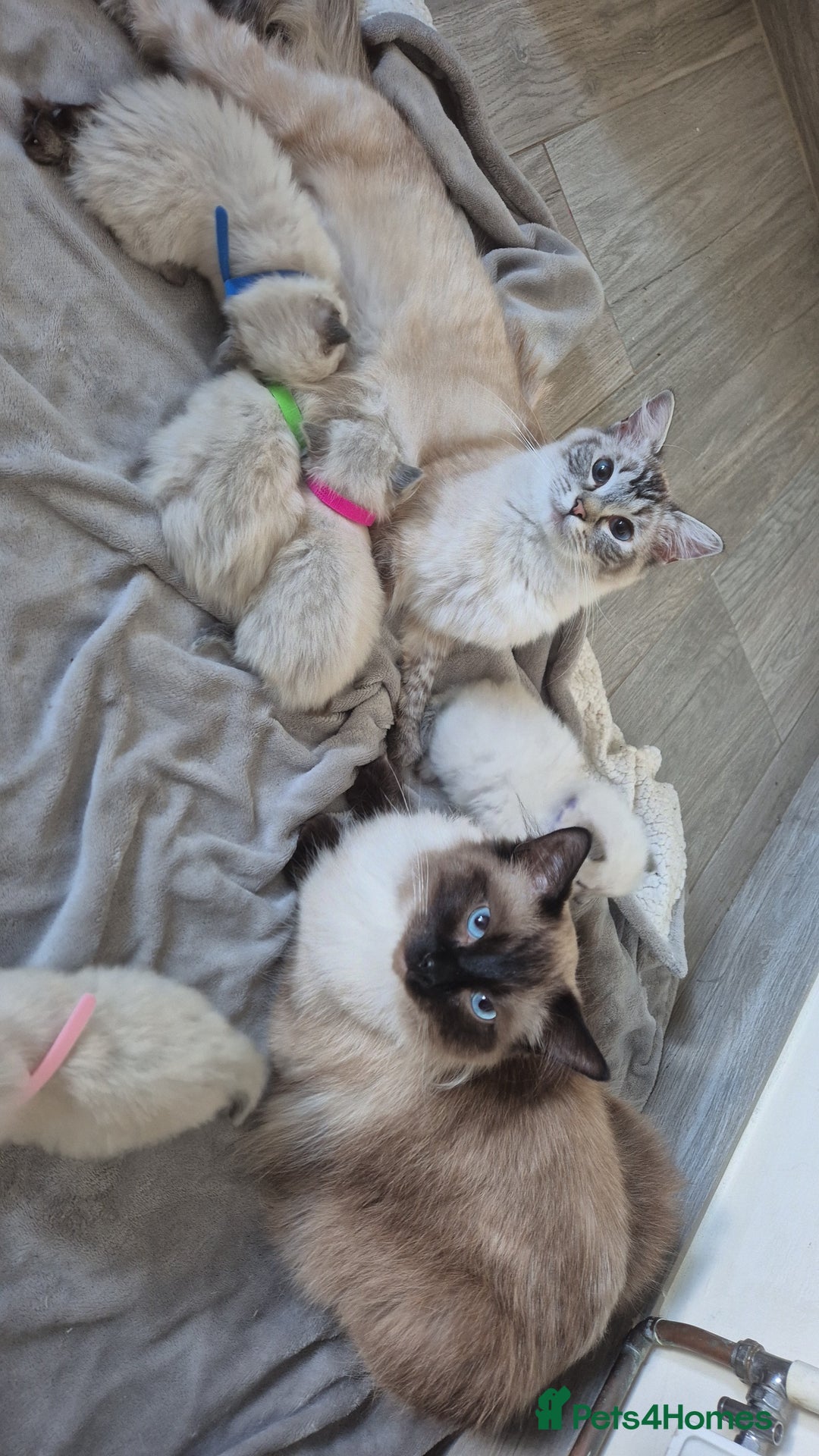 Ragdoll cats for sale: Ragdoll kittens - Image 5
