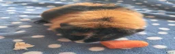 Guinea Pig rodents for sale: TRI COLOURED TEDDY. - Advert 2