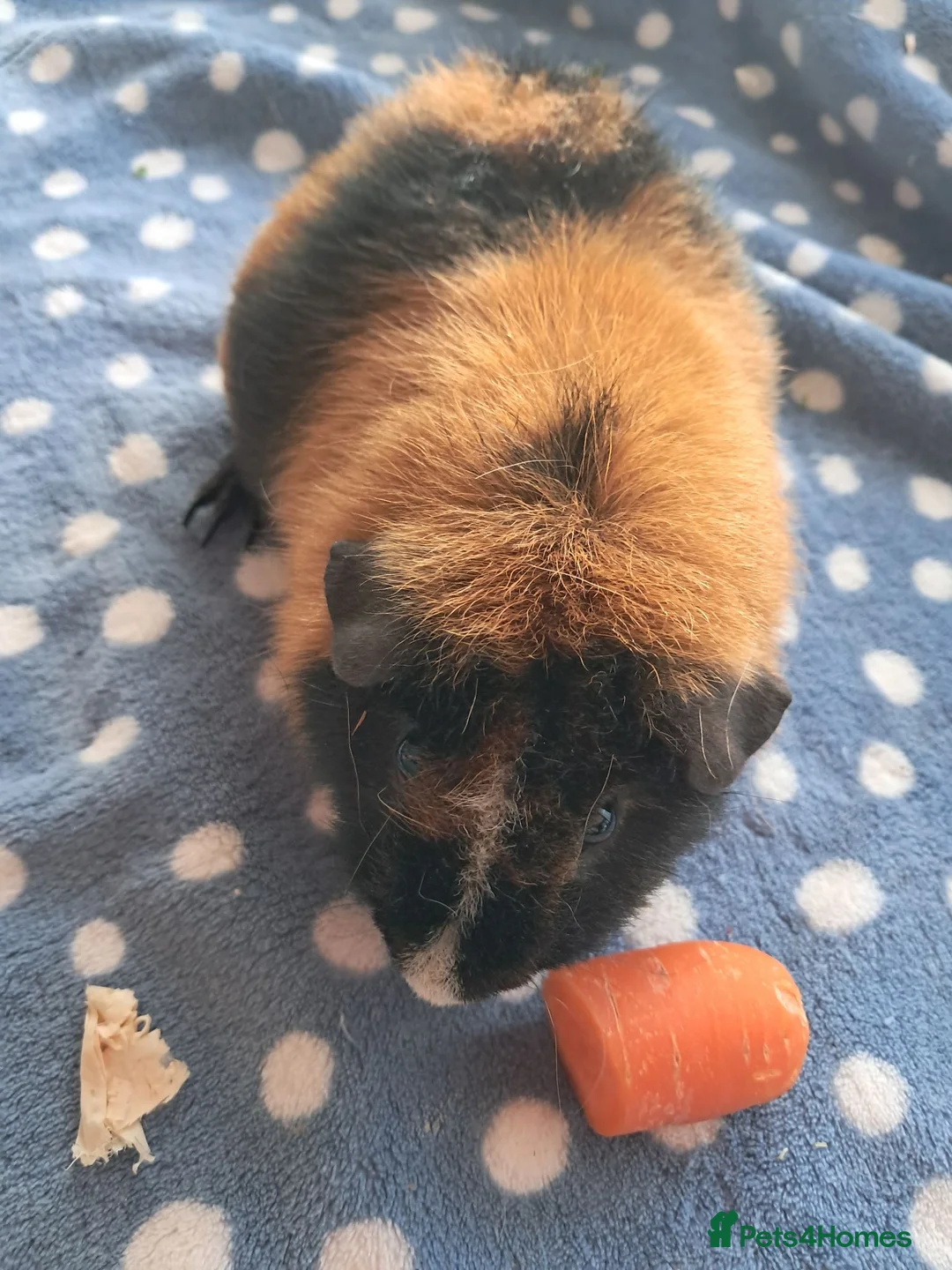 Guinea Pig rodents for sale: TRI COLOURED TEDDY. - Advert 2