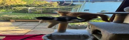Mixed Breed cats for sale: Stunning playful healthy cuddly 5 kittens  - Advert 4