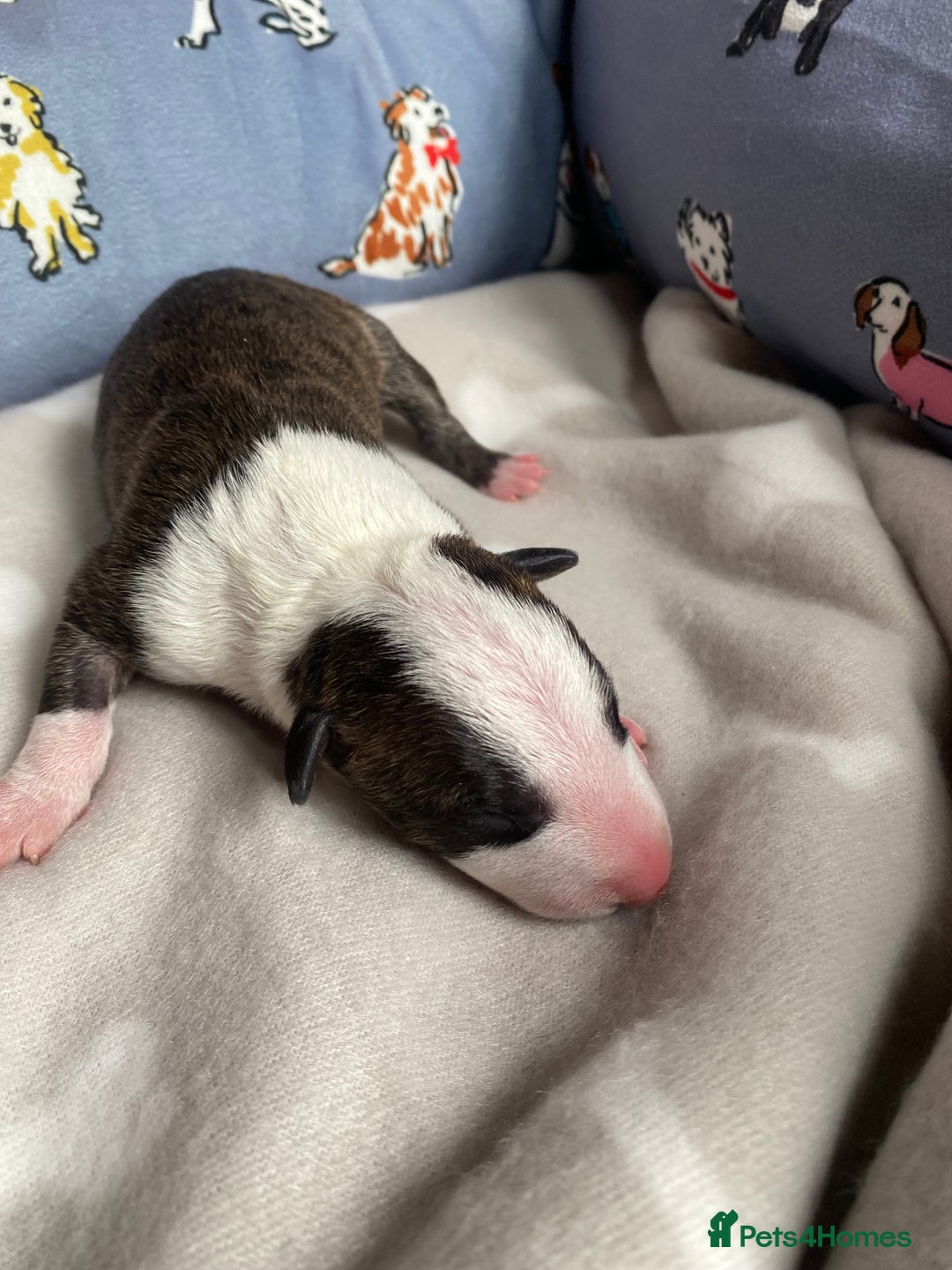English Bull Terrier dogs for sale: English bull terrier puppy’s  - Image 24