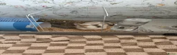 Mixed Breed rabbits for sale: Rabbit for sale  in Swindon - Advert 1