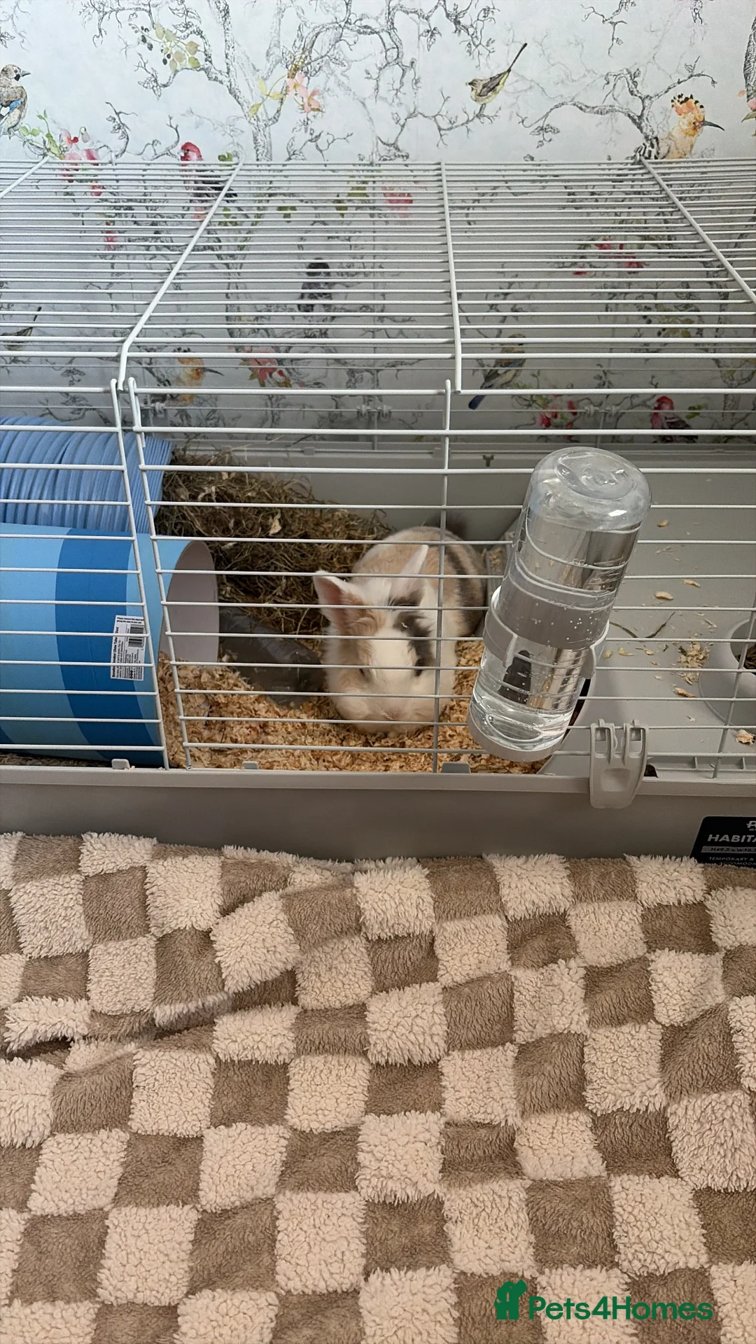 Mixed Breed rabbits for sale: Rabbit for sale  in Swindon - Advert 1