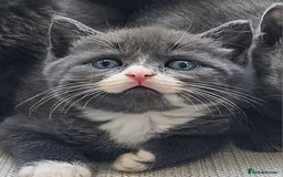 Russian Blue cats for sale: Blue Russian / mix Simaese /grey and white kitten - Image 8