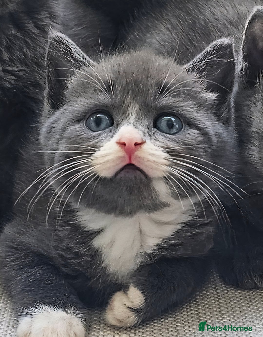 Russian Blue cats for sale: Blue Russian / mix Simaese /grey and white kitten - Image 8