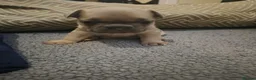 French Bulldog dogs for sale: French Bulldog Puppies  - Advert 2