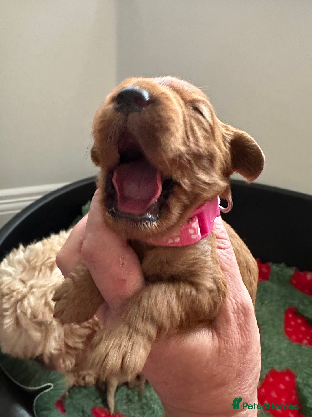 Cockapoo dogs for sale: Teddy bear Cockapoos  - Image 1