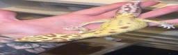 Leopard Gecko reptiles for sale: Male Radar Leopard Gecko - Advert 4