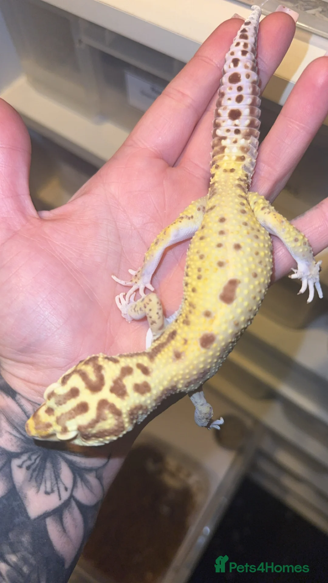 Leopard Gecko reptiles for sale: Male Radar Leopard Gecko - Advert 4