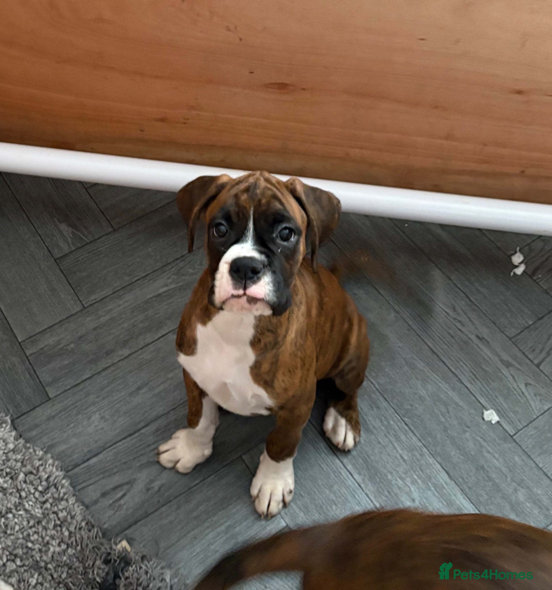 Boxer dogs boxer puppies for sale ***READY TO LEAVE NOW*** - Advert 9