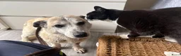 Mixed Breed dogs for adoption: Alba - Helpnall Norfolk  - Advert 9