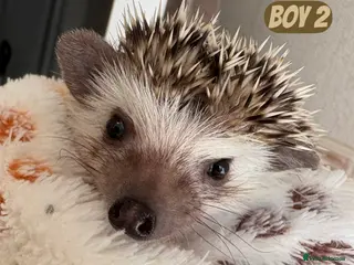 Pygmy Hedgehog rodents African Pygmy baby hedgehogs for sale - Advert 5