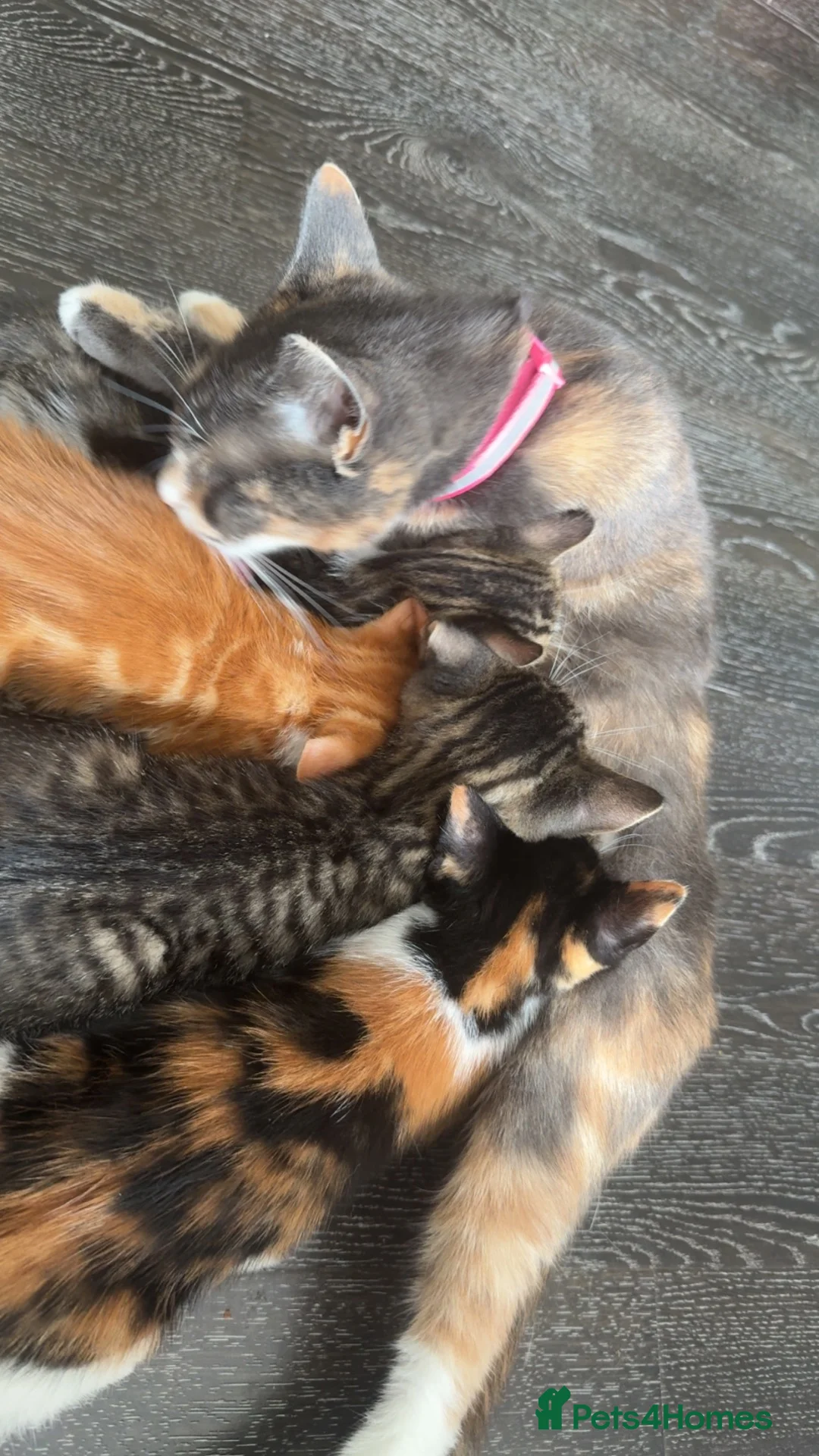 Mixed Breed cats for sale: Beautiful kittens for sale - Advert 4