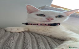 Mixed Breed cats for sale: Snowy and pip🩵💕 - Image 10