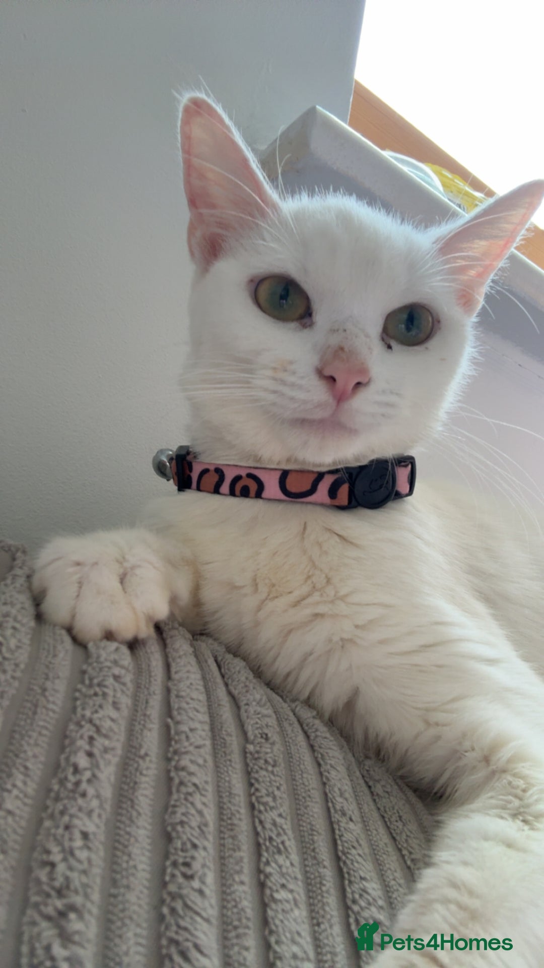 Mixed Breed cats for sale: Snowy and pip🩵💕 - Image 10