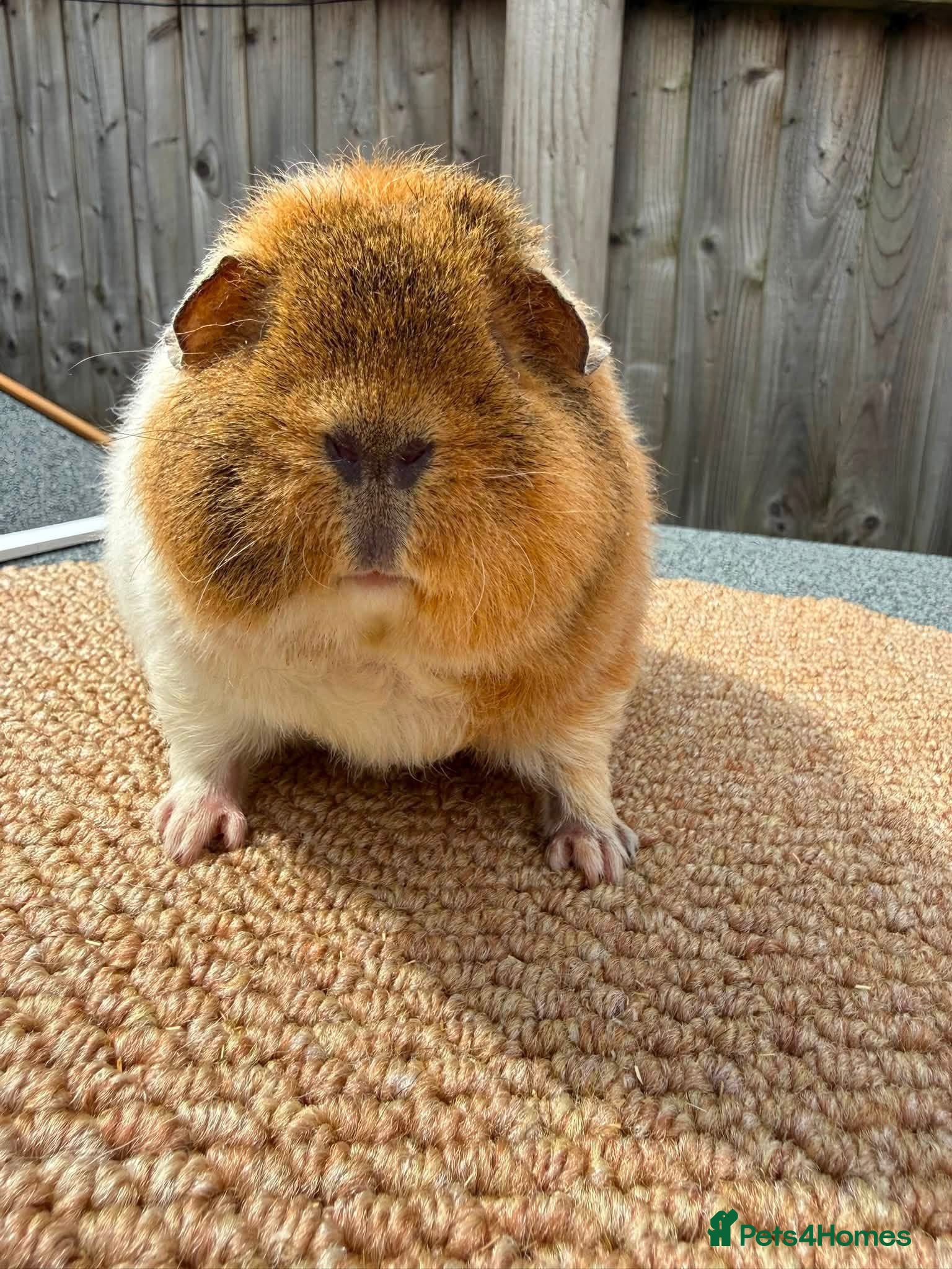 Guinea Pig rodents Teddy guinea pigs  - Advert 1