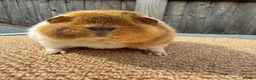 Guinea Pig rodents for sale: Teddy guinea pigs  in Carlisle - Advert 1