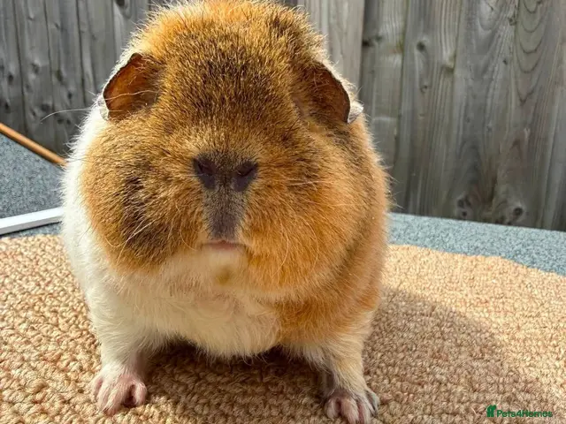 Guinea Pig rodents Teddy guinea pigs - Advert 1