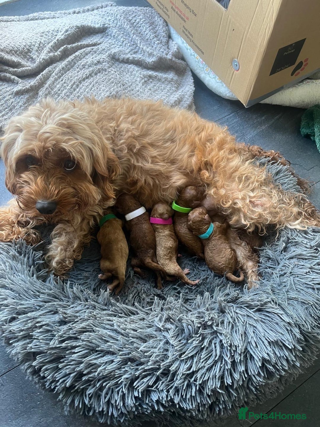 Cavapoo dogs for sale: F1B CAVAPOO FOX RED - Image 1
