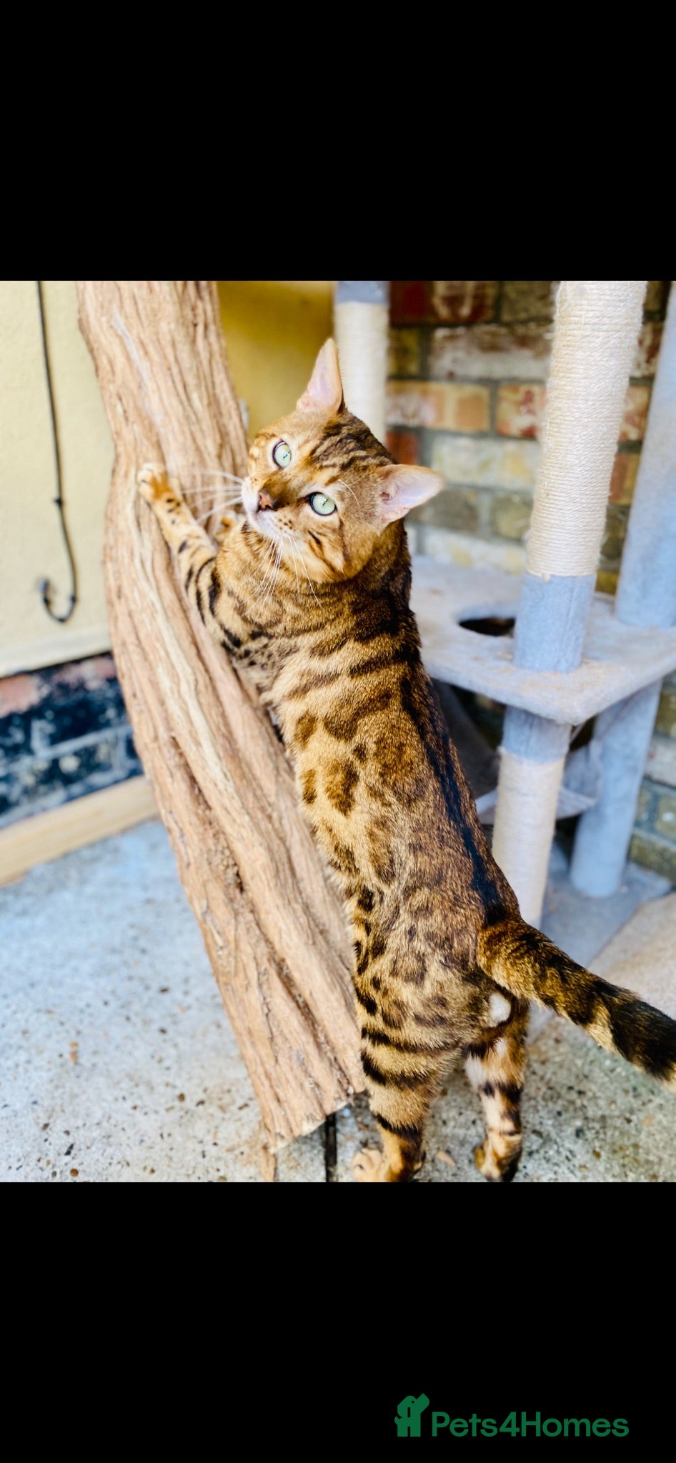 Bengal cats Top quality pure breed Bengal kittens for sale - Advert 2