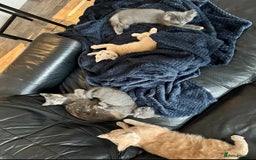 Mixed Breed cats for sale: Persian x Russian blue & British shorthair - Image 2