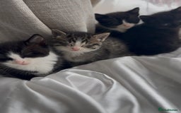 Mixed Breed cats for sale: Adorable 6 week Kittens Looking for Loving Homes! - Image 10