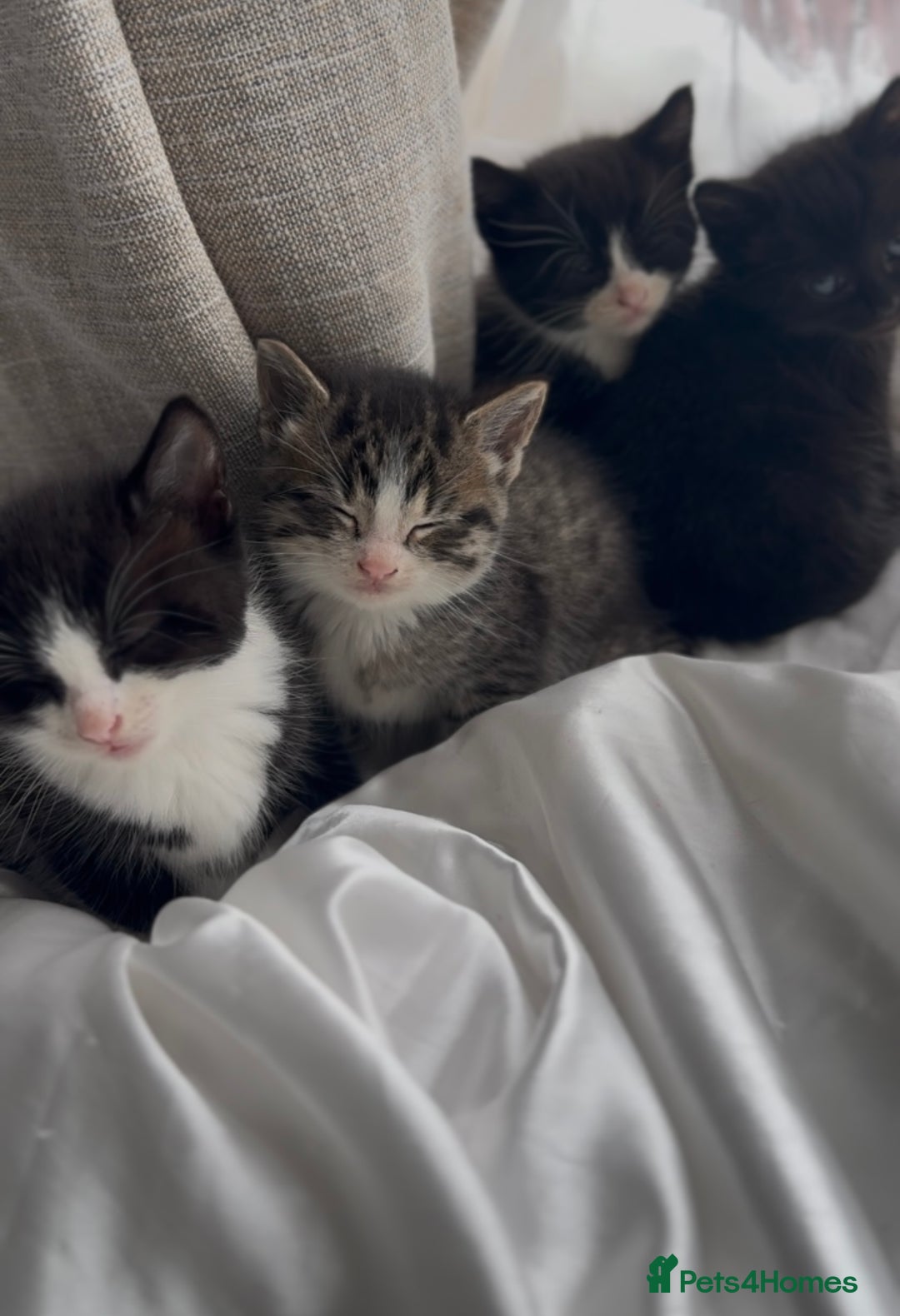 Mixed Breed cats for sale: Adorable 6 week Kittens Looking for Loving Homes! - Image 10