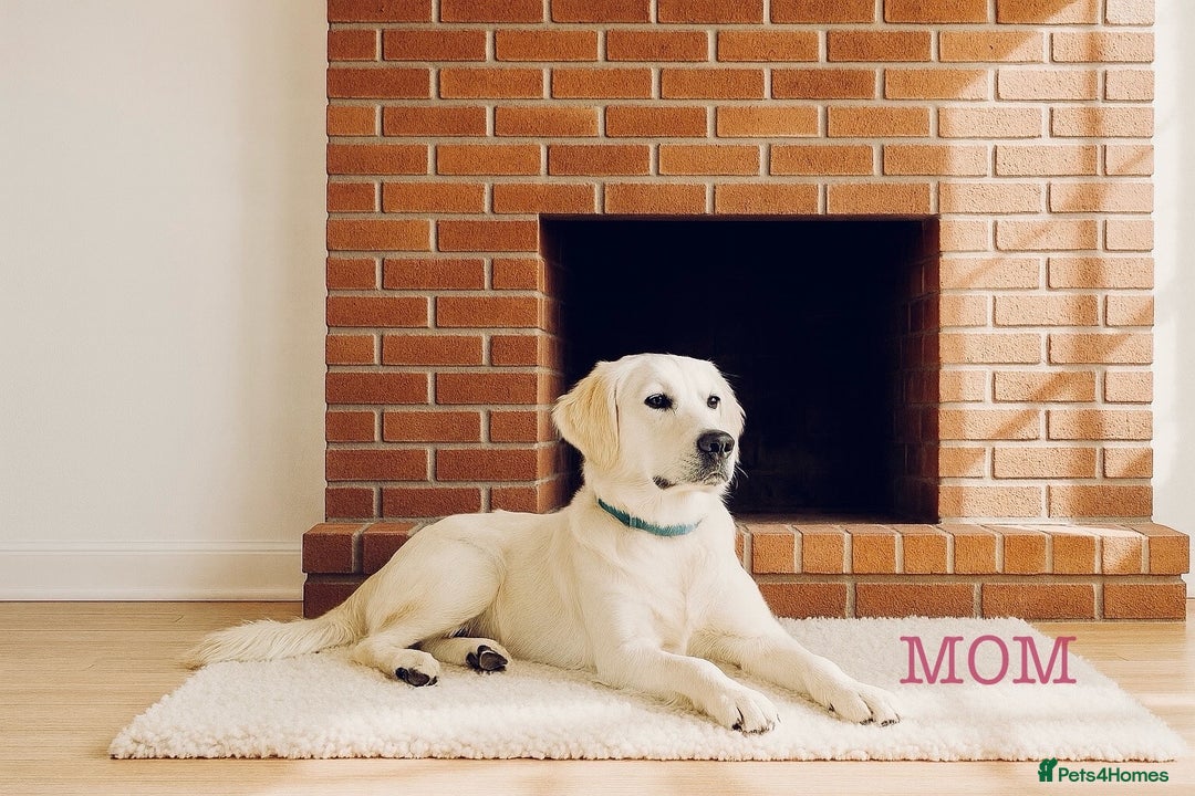 Golden Retriever dogs for sale: Old English Cream Retriever puppies expected 🐾 - Image 3
