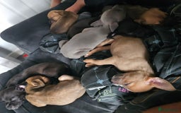 Mixed Breed dogs for sale: Accidental litter - Image 5