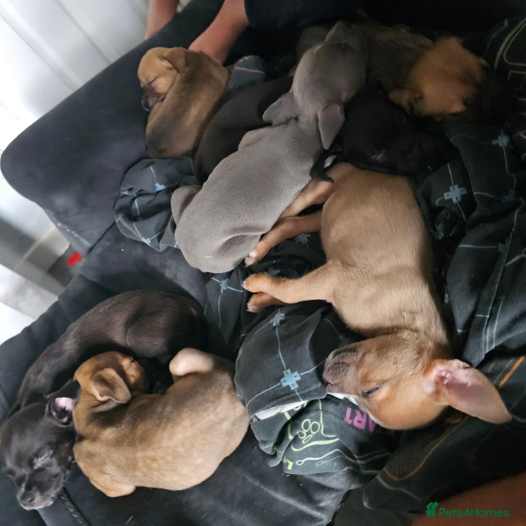 Mixed Breed dogs for sale: Accidental litter - Image 5