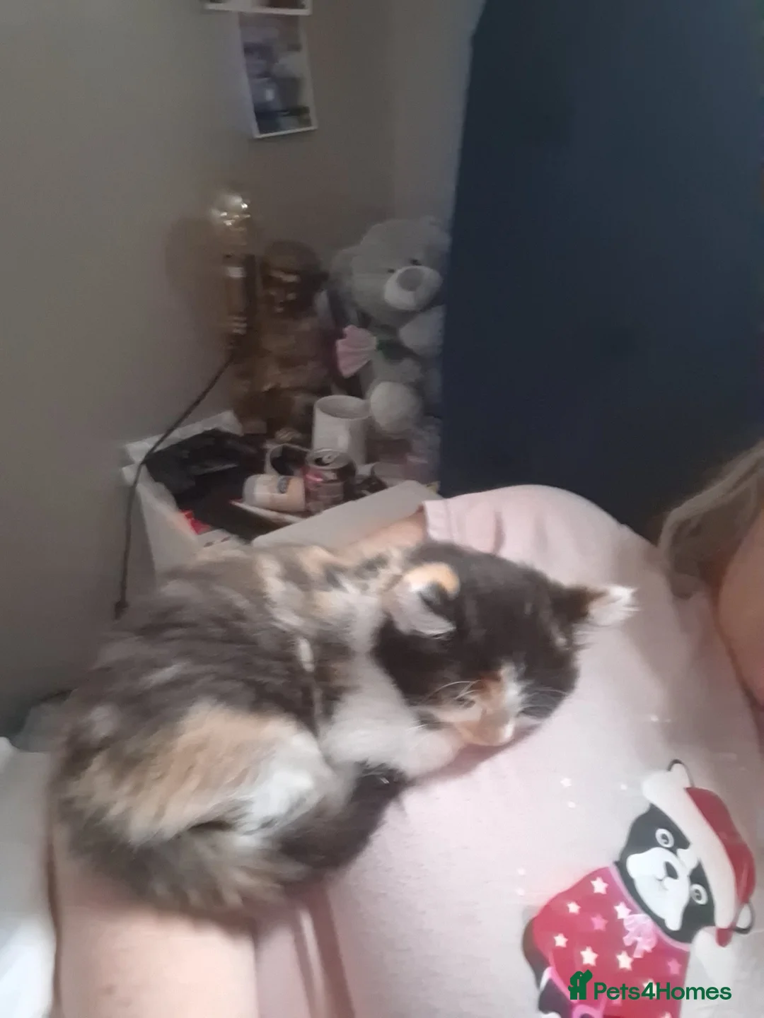 Mixed Breed cats for sale: Beautiful super fluffy mixed breed kittens - Advert 2