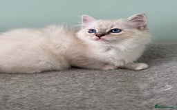Ragdoll cats for sale: Super Affectionate Ragdoll Kittens Fife Reg - Image 16