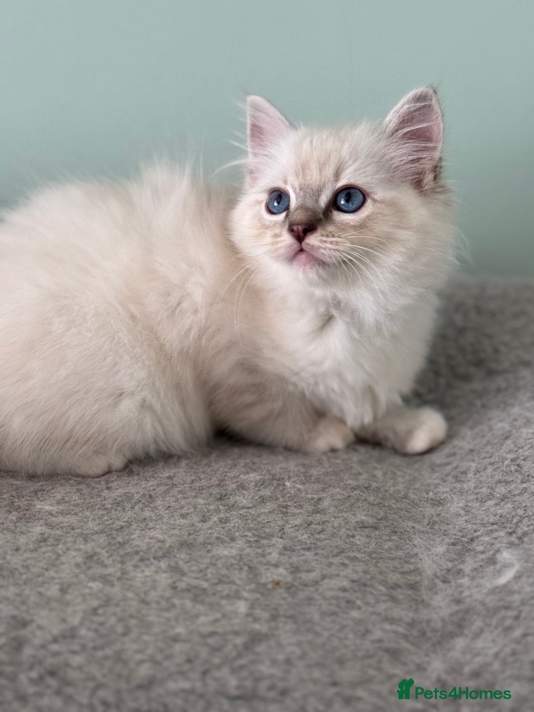 Ragdoll cats for sale: Super Affectionate Ragdoll Kittens Fife Reg - Image 16