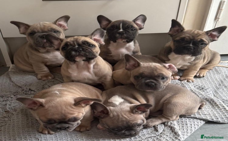 French Bulldog dogs - Advert 1