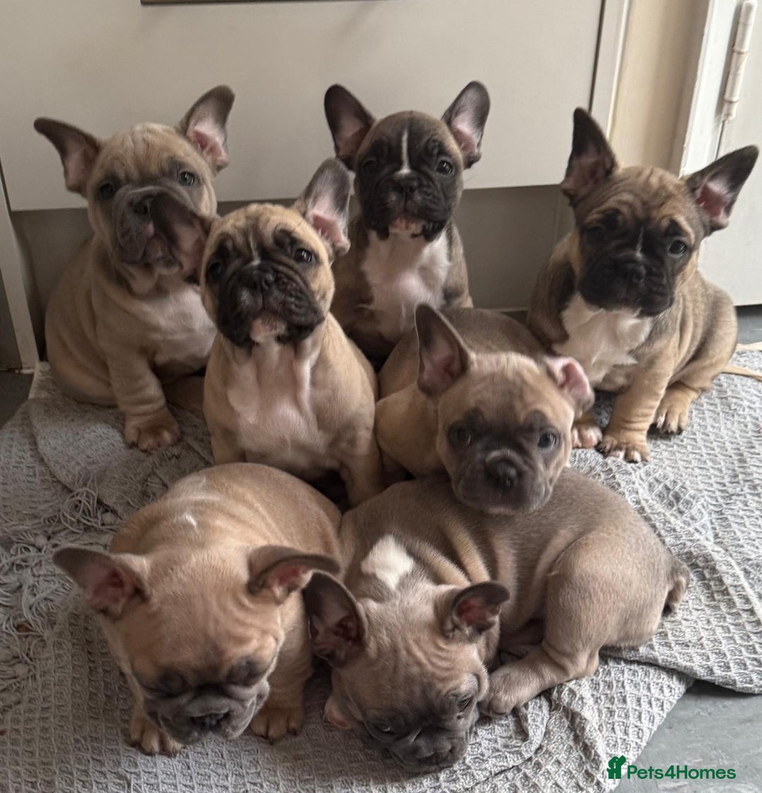 French Bulldog dogs for sale: French bulldogs puppies - Image 1
