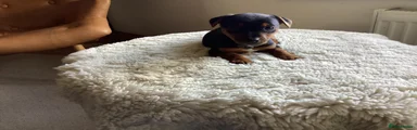 Jack Russell Puppy 3