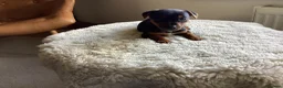 Jack Russell dogs for sale: Gorgeous Miniature Black and Tan Jack Russells in Llanbrynmair - Advert 4