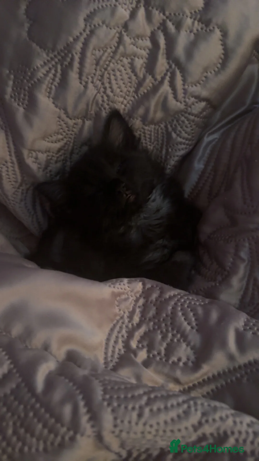 Mixed Breed cats for sale: Black and grey female ragdoll kitten for sale - Advert 6
